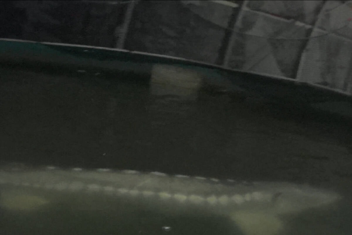Whistleblower video raises concerns about fish welfare at B.C. caviar farm dlvr.it/T41prT