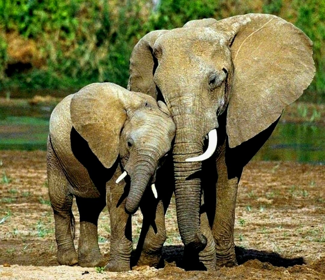 ♥️Every day is my 
🐘 #WorldElephantDay 
🐘 #2024YearOfTheElephant
🐘 #ElephantTwitter
🌍 #LetAfricaLive 🐘

📸 Internet