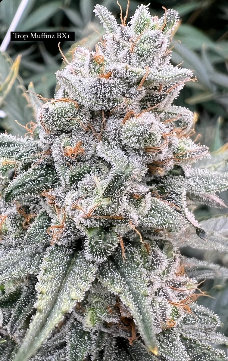 robbygreenthumb's tweet photo. Colorado region winner #TropMuffinzBx1 https://t.co/JVT03YTfyp