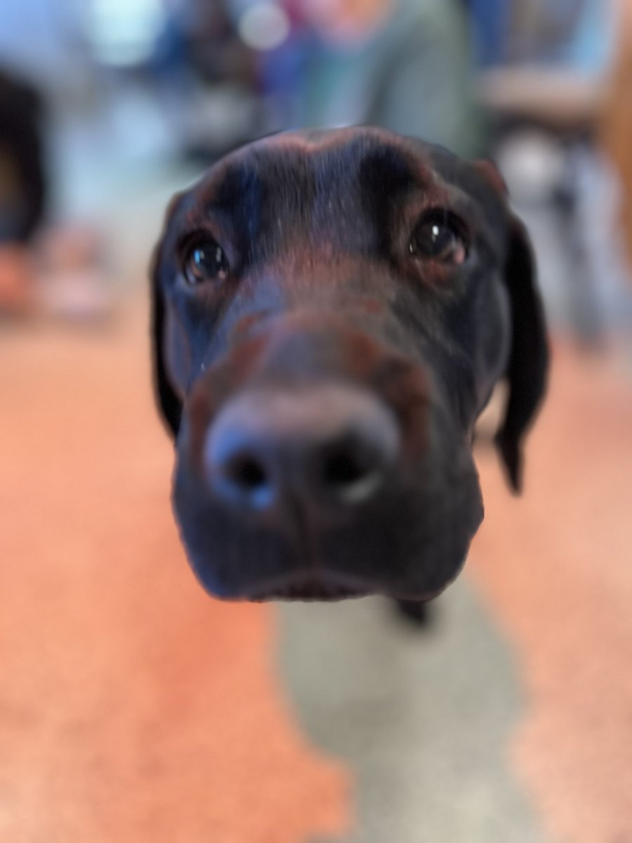 wpunj_edu's tweet image. Midterms 📚 midweek 🗓️ Oh look, puppies!! 🐾 #wpunj #destress #campus