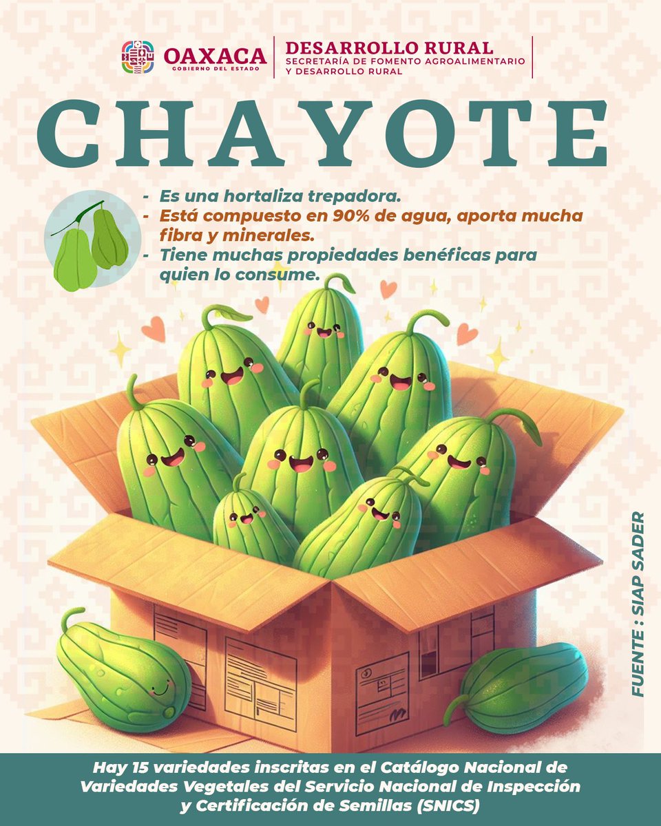 SEFADER_GobOax's tweet photo. De apariencia tosca y suave sabor, el chayote es una hortaliza trepadora que vive y produce por varios años. 

Pertenece a la familia de las cucurbitáceas, está compuesto 90% de agua, brinda abundante forraje en verano y da muchos frutos en el otoño. https://t.co/NNBaYUY5nf