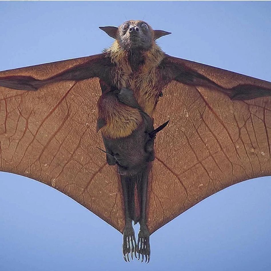 Indian Flying Fox with pup