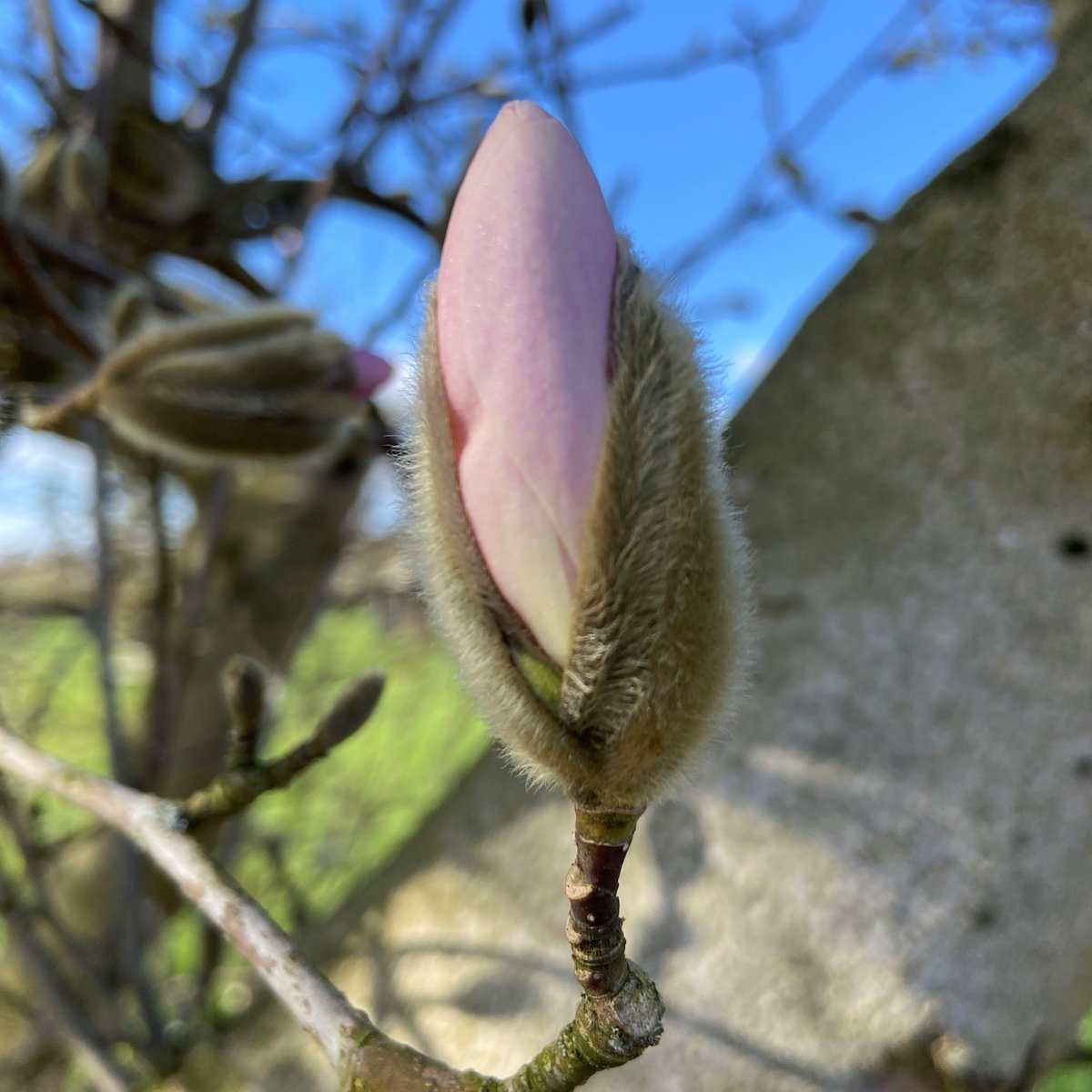 You can always tell when spring is on the way at RHS Bridgewater when the beautiful Magnolia kobus in the Orchard Garden is just about to burst into life 💗 #SpringGarden #SpringGardenDays #EarlySpring #Magnolia #OrchardGarden #RHSBridgewater #Salford #VisitSalford