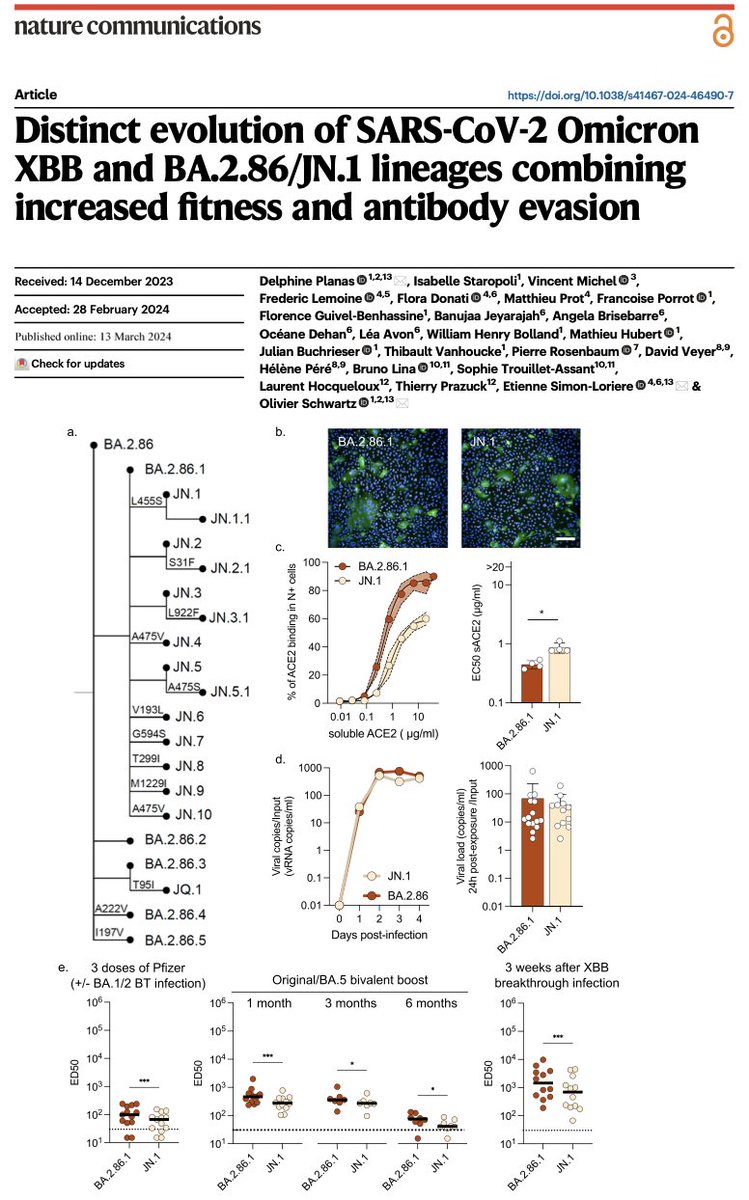 Olivier Schwartz Lab (@virus_immunity) on Twitter photo See our analysis of the fusion, fitness and immune evasion properties of 9 recent #SARSCoV2 variants, including JN.1
Congrats to <a href="/Delphine_Planas/">Planas Delphine</a> <a href="/SimonLoriereLab/">Etienne Simon-Loriere</a> and colleagues!
rdcu.be/dA6UN See our analysis of the fusion, fitness and immune evasion properties of 9 recent #SARSCoV2 variants, including JN.1
Congrats to <a href="/Delphine_Planas/">Planas Delphine</a> <a href="/SimonLoriereLab/">Etienne Simon-Loriere</a> and colleagues!
rdcu.be/dA6UN
