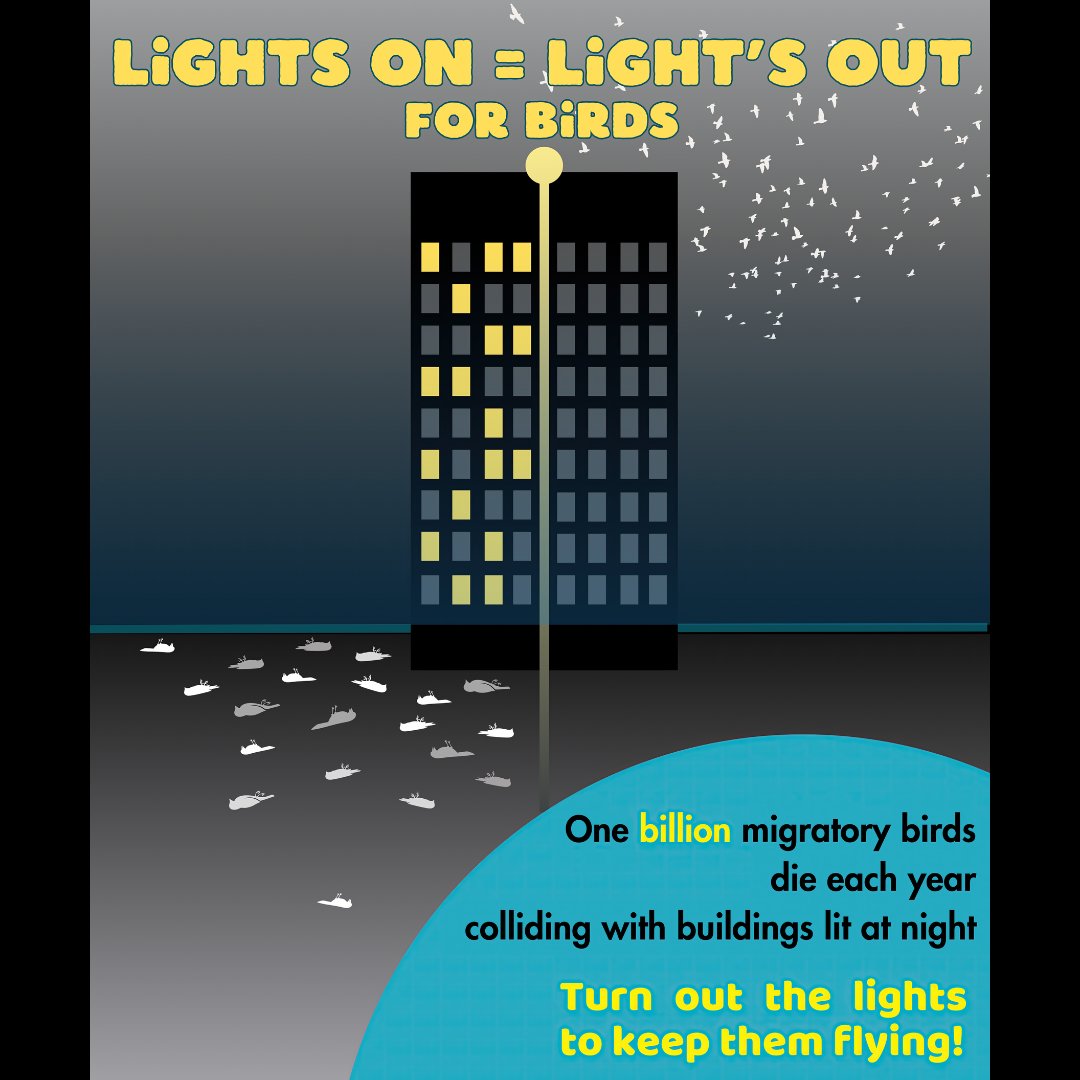 dirtgirlds's tweet image. Releasing a design re: how lights left on at night affect migrating birds.
🕊️
dirtgirl-design.printify.me/products
🕊️
Birds striking windows (window collisions) are most likely lethal and potentially completely avoidable. 
#Birdkiller #Birdcollision #Windowcollisions #Aves #Birds