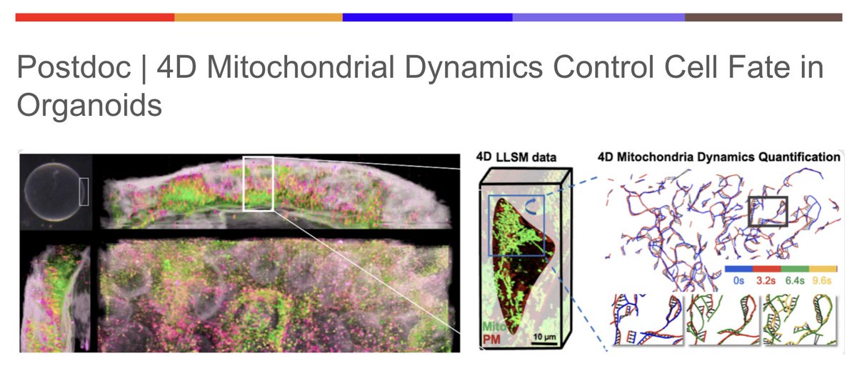🚨!! JOB OPENING !!🚨 Join us as a postdoc to investigate how 4D mitochondrial dynamics determine cell fate! You can reach out to us at schoeneberglab.org/contact or use this web form: forms.gle/1AaEYW9a8vn56v… Looking forward to hearing from you! Pls RT friends🌞