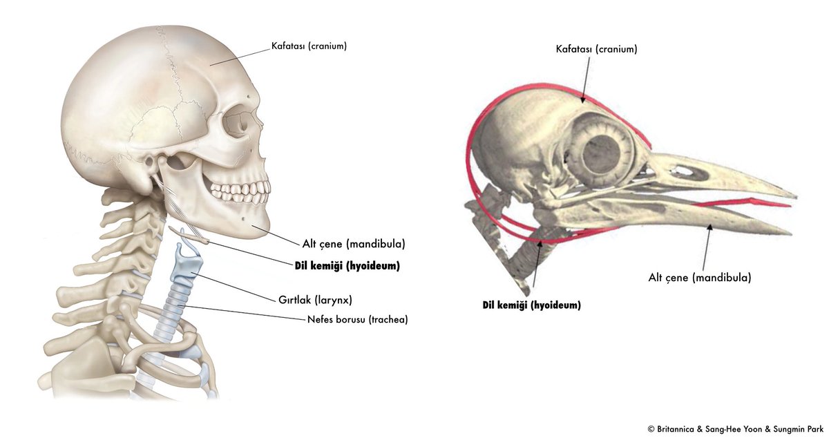 Ağaçkakanlar, yaşam tarzlarına yönelik çeşitli anatomik adaptasyonlara sahiptirler. Örneğin, farklılaşmış dil kemiği (os hyoideum) kuşun kafatasını arkadan sararak bir nevi “emniyet kemeri” işlevi edinmiştir. Ayrıca az miktardaki beyin omurilik sıvısı ve dar subdural aralık