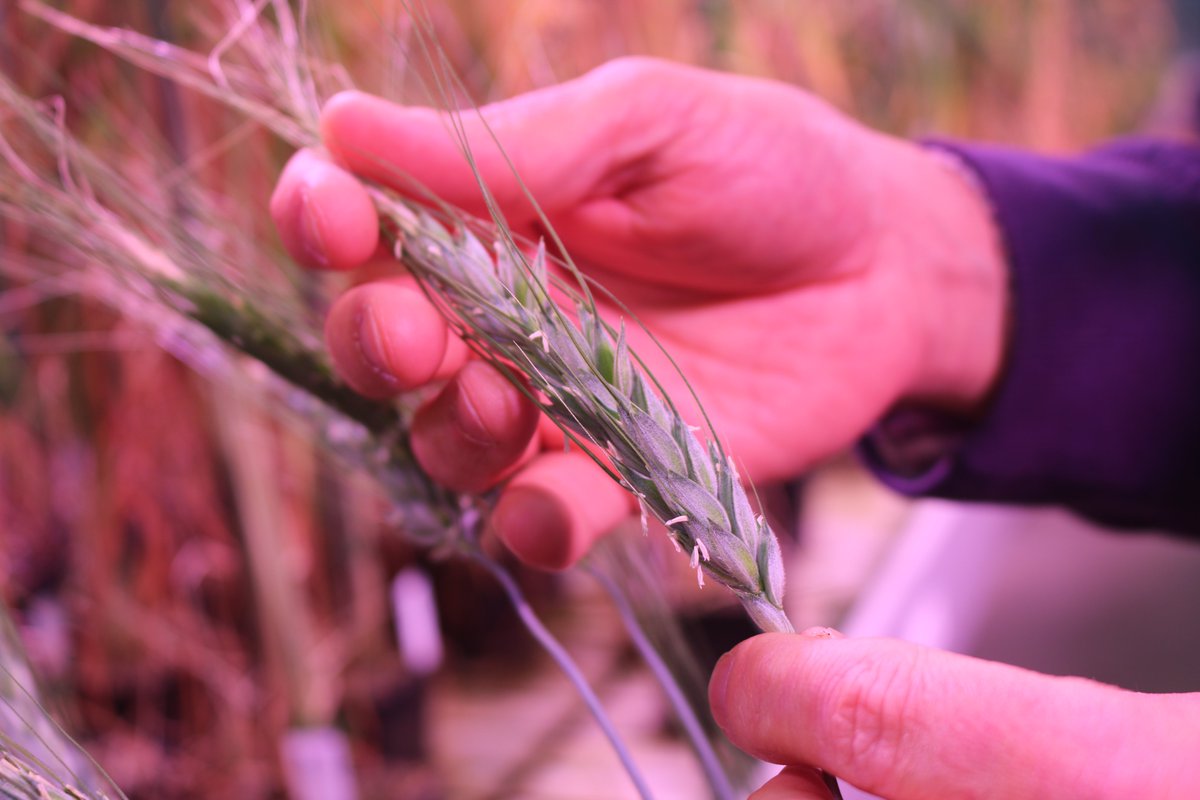 PhilipCaseFW's tweet photo. Oxfordshire grower @tomallenstevens is pioneering an exciting project with @bofinfarmers to grow the first gene-edited #crops on commercial farms in Europe. Read the exclusive story in full @FarmersWeekly
https://t.co/Tl14dhNjVS @Rothamsted #geneediting #futurecrops #farming🌾 https://t.co/8LDzRTMobK