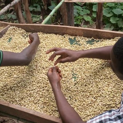 gibb_bruno's tweet photo. ☕️ Looking for your next favourite coffee to brew at home? 

Don't miss @_bifungucoffee  from the famous slopes of Mountain Elgon !!

#Awakenyoursenses
#Theperfectbrew https://t.co/tmQsCQ30O2