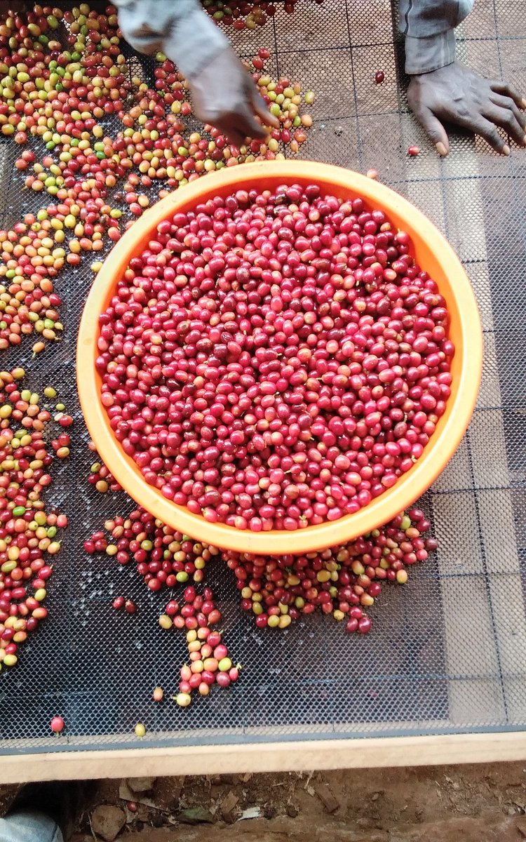 gibb_bruno's tweet photo. ☕️ Looking for your next favourite coffee to brew at home? 

Don't miss @_bifungucoffee  from the famous slopes of Mountain Elgon !!

#Awakenyoursenses
#Theperfectbrew https://t.co/tmQsCQ30O2