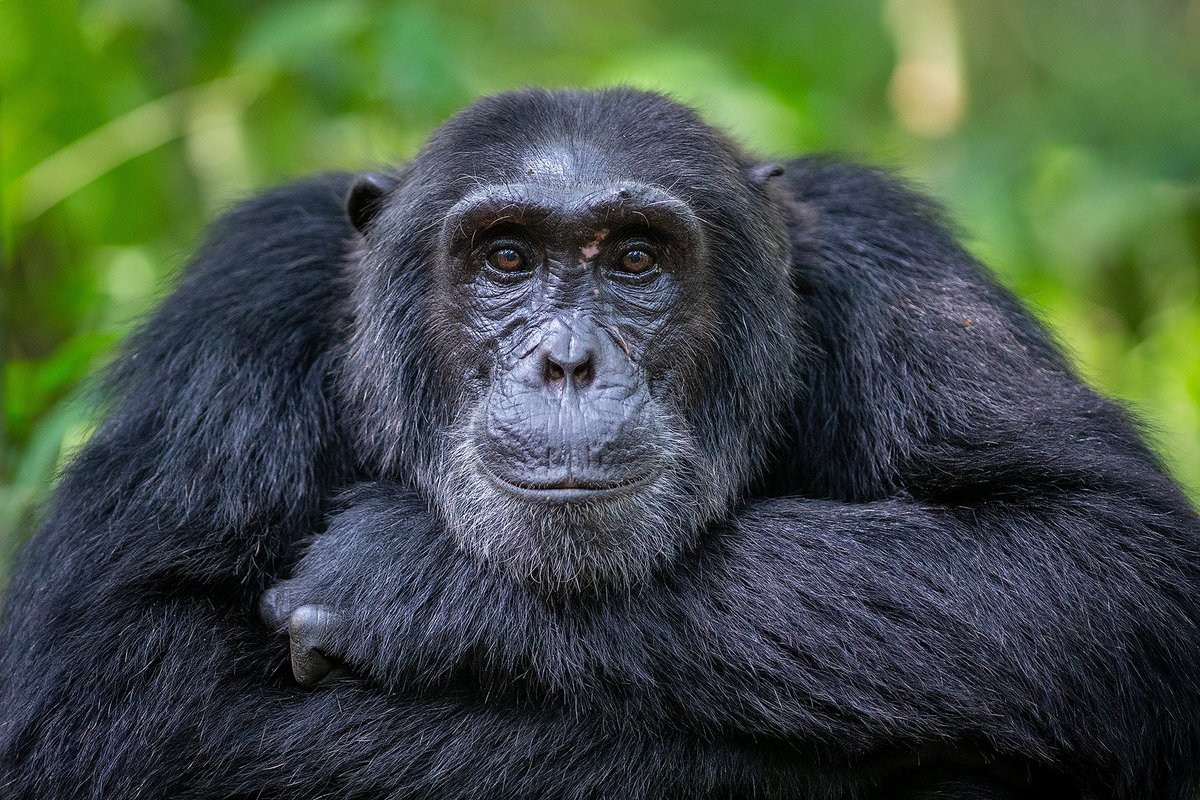 ANTHROPOID / Eye contact with an adult chimpanzee male in a relaxed pose. Kibale National Park, Uganda.