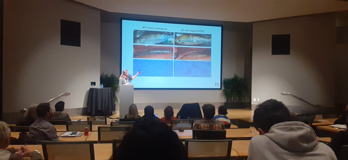 Sarah Salisbury (@salisbury_fish) on Twitter photo Early maturation usually = less lifetime growth in Atlantic Salmon
But <a href="/AWargelius/">anna.wargelius</a> shows how this significant 💸 problem for the aquaculture industry could be solved by manipulating the gene fshr to limit early maturation in male Atlantic Salmon!
<a href="/ICISBConference/">ICISB Conference</a> #icisb2024 Early maturation usually = less lifetime growth in Atlantic Salmon
But <a href="/AWargelius/">anna.wargelius</a> shows how this significant 💸 problem for the aquaculture industry could be solved by manipulating the gene fshr to limit early maturation in male Atlantic Salmon!
<a href="/ICISBConference/">ICISB Conference</a> #icisb2024
