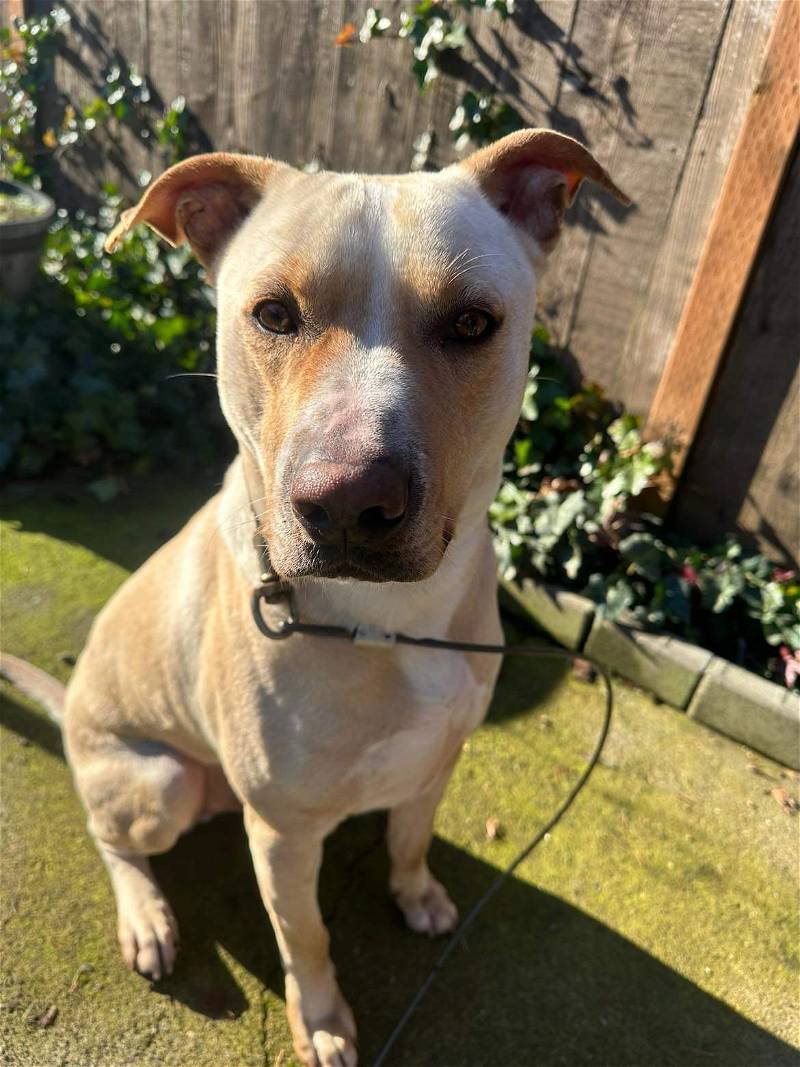 Meet Nutmeg, he's approximately a 3 year old mixed breed. This handsome boy loves to play ball &amp; run. He'd be an excellent running buddy. He has wonderful manners &amp; won't say no to a cuddle. #Seattle #Dogs  He's available for adoption at doggoneseattle.org/adoptable-dogs…