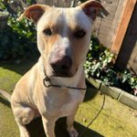 Photo by Dog Gone Seattle #Adopt (@DogGoneSeattle)