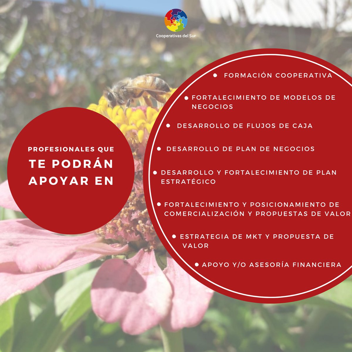 CooperativasSur's tweet photo. 🚀 ¿Quieres iniciarte en el cooperativismo y no sabes cómo? 

🤝🏻 ¿Formas parte de una cooperativa y quieres que esta crezca?

🌳 Contamos con profesionales que te pueden apoyar en diversas áreas del movimiento cooperativo.

📱 Si tienes dudas escribe al WhatsApp +56984931900 https://t.co/Y1oFaC8sB3