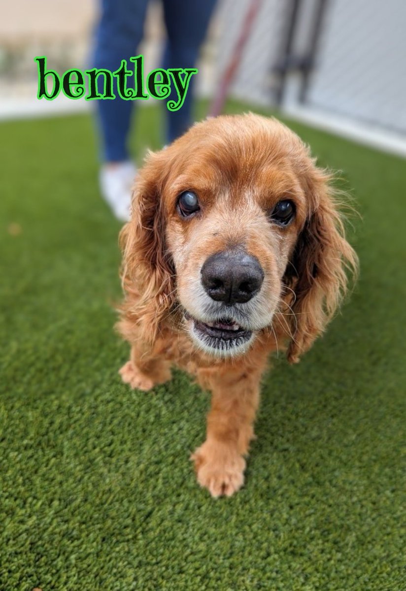 LionelsLegacy's tweet photo. Adoptable Bentley's person passed away &amp; he's looking for a new loving home to spend his golden years. He's about 11-14 yo, 34lbs, potty trained, good w/dogs, cats, people, very cuddly &amp; affectionate, just a lovely companion. #AdoptDontShop #k9hour #rehomehour #sandiego #adoptme https://t.co/X41BHGYZMF