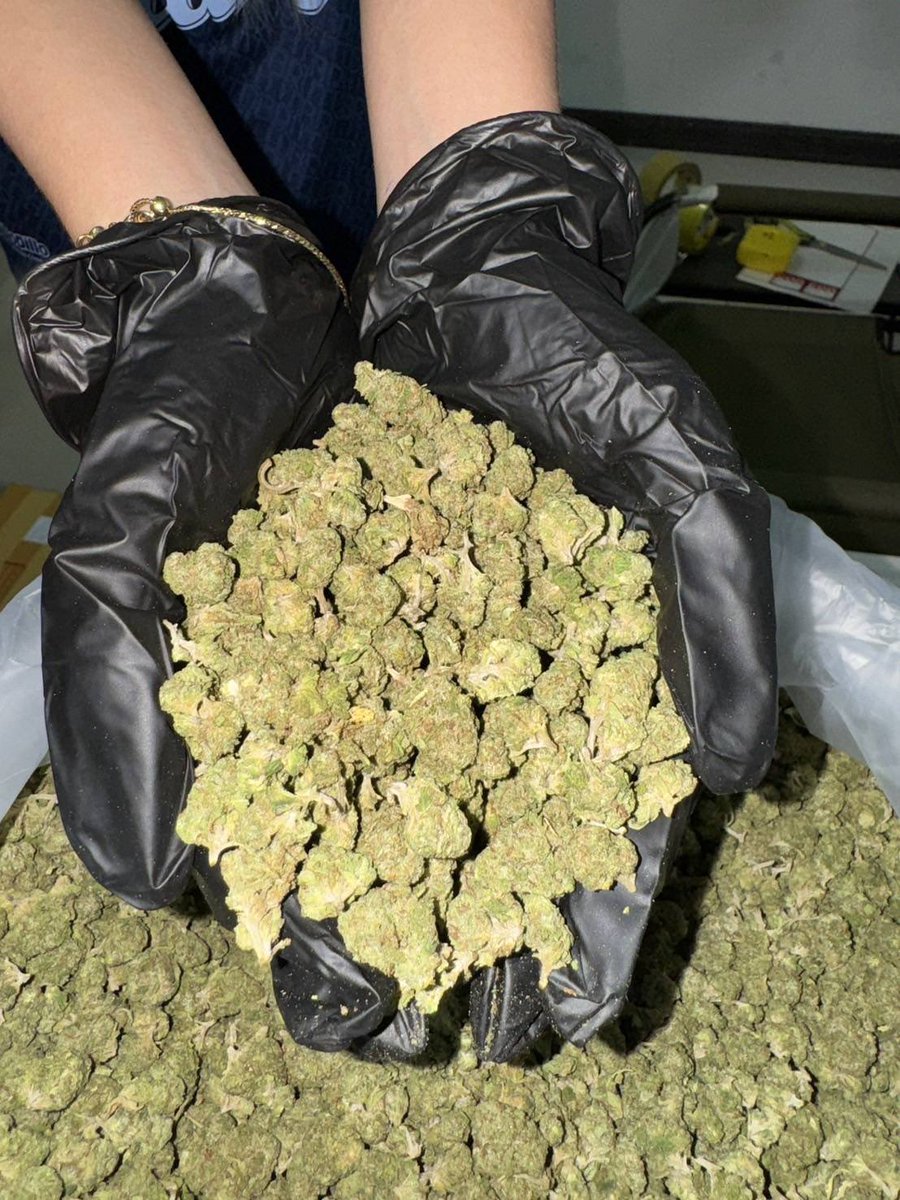 lotusunko's tweet photo. Strain : Lava Cake🍪🍪
🔸 Pop in door สวยๆ
🔸 THC 28%เมาแน่นอน😵‍💫
🔸 ดอกแน่นๆแข็งๆ👇🏻👇🏻
https://t.co/x4fLfjmr7Z
#กัญชารังสิต #กัญชาเชียงใหม่ #กัญชาภูเก็ต #รั���งาน #ภูเก็ต #ยะลา #นราธิวาส #ปัตตานี #ชุมพร #พังงา #สายเขียว #กัญชากทม #กัญชาog #กัญชาออแกนิค 
#กัญชากรุงเทพ #กัญชานอก https://t.co/OPyPAbU6N2