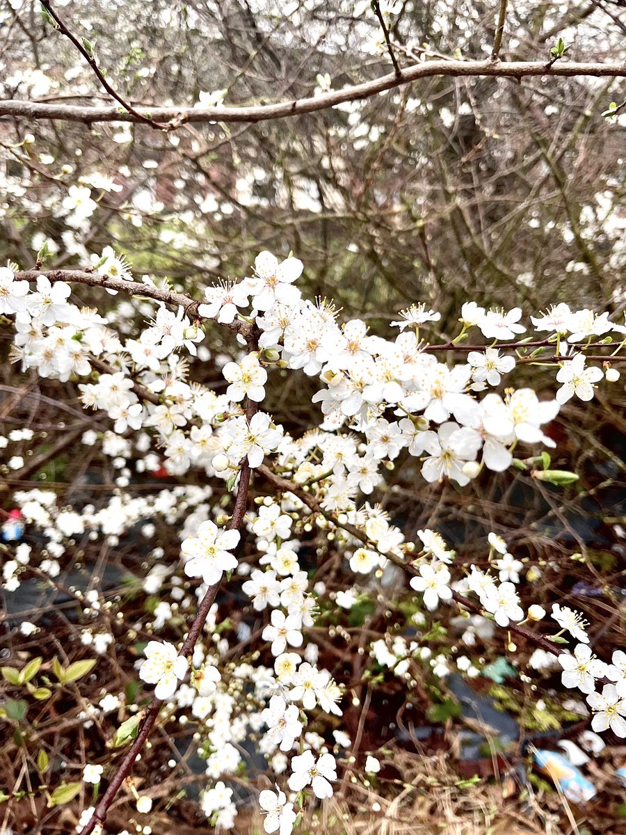 HavannahOffice's tweet photo. We spotted lots of signs of spring for the @GosforthGST photo competition before our @Sustrans walk and wheel to school this morning! Followed by a visit to the @Havannah1st book fair! Let us know if you’re taking part! 🌼 🚲 🚶‍♀️ 📕 https://t.co/jopVgfsTqq