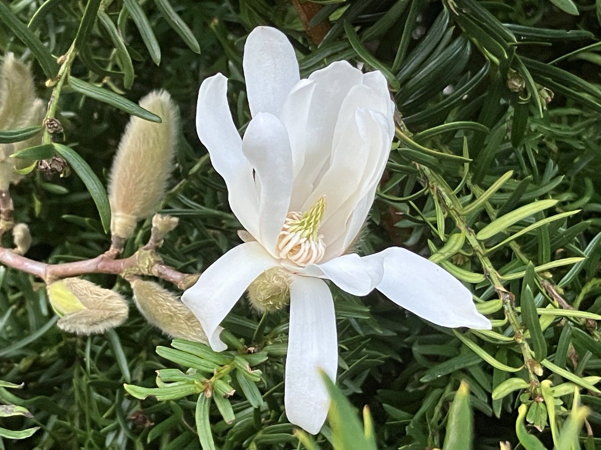 ‘If big themes are tragic, happiness blooms in small corners… and we have laughter while we have the light.’ Grey Gowrie - from Gardener’s Tale