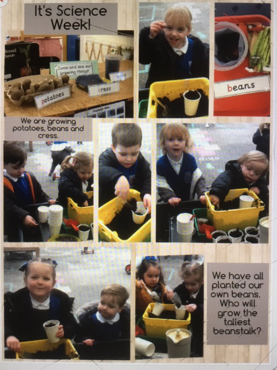 Nursery have been busy planting during Science Week. Everyone is looking forward to seeing how their beans grow and change over time. 🌱#WWPAEYFS #WWPASCIENCE