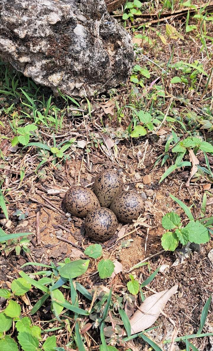 COROCORITA's tweet photo. A ónde tarán mis #Criollitos🤠💃🏿 ??? Pa' que me digan de qué son éstos 🥚🥚🥚🥚 ??? 🤣🤣🤣🤪🤪🤪👍🏾👍🏾👍🏾🥰🥰🥰☕☕☕❤️🇨🇴❤️👏🏾🙏🏾👏🏾 https://t.co/XobSDlZ7Zw