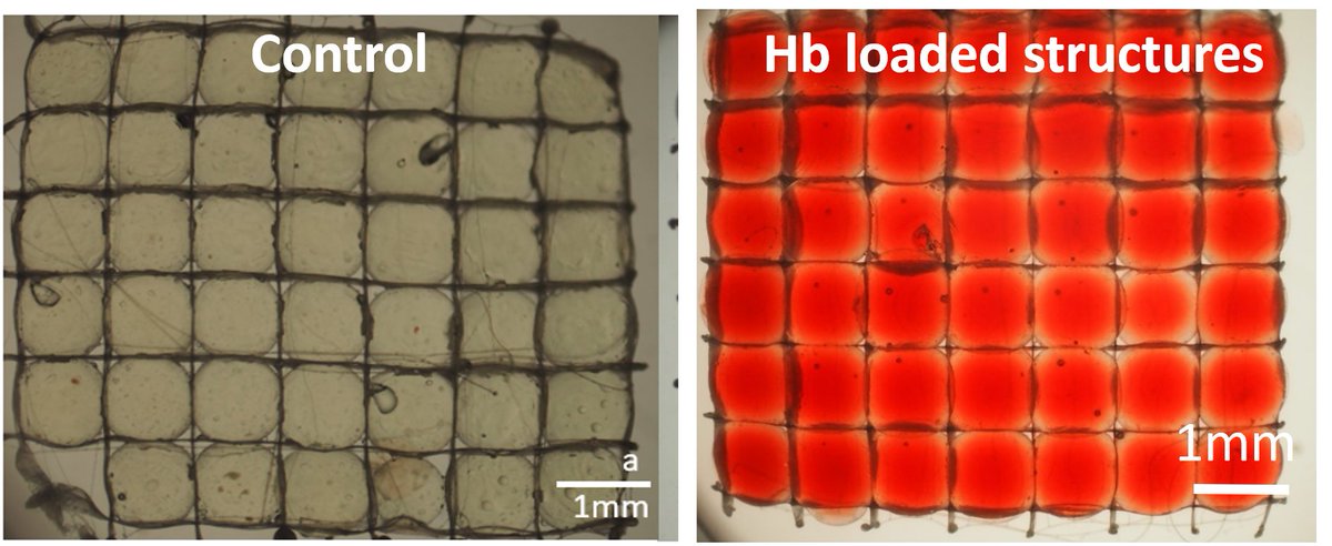 Excited to announce @AxeNorb work, detailing our protocol to incorporate hemoglobin in gelatin-heparin hydrogels with maintained function to deliver oxygen in bioassembled MEW constructs with MSCs: doi.org/10.1088/1758-5… @Tim_WoodfieldNZ @Khoonono @meltelectrospin @esgisss