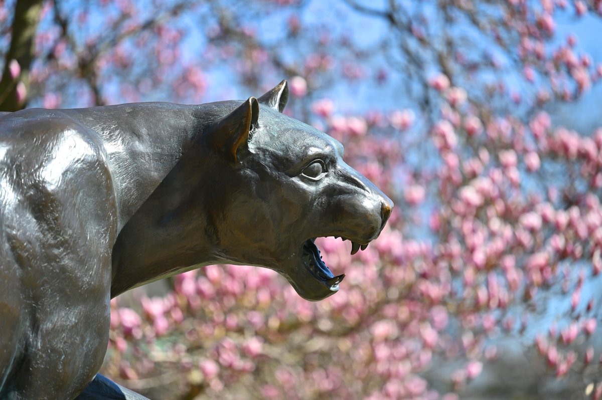 PittTweet tweet picture