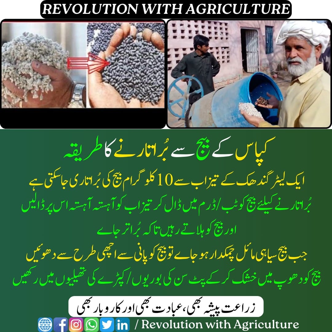 کپاس کے بیج سے بُر اتارنے کا طریقہ کار:
mumerjaved.com #revolutionwithagriculture
#Agriculture #farming #farmers #kissan #digitalagriculture #crops #farming #technology #innovations #sowing #cotton #seeds  #sustainablefarming #germination  #agriculturalscience #Sulphuric