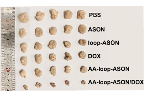#delivery #ASO #oligonucleotide therapy:  Anisamide-conjugated hairpin antisense oligonucleotides prodrug co-del... sciencedirect.com/science/articl…