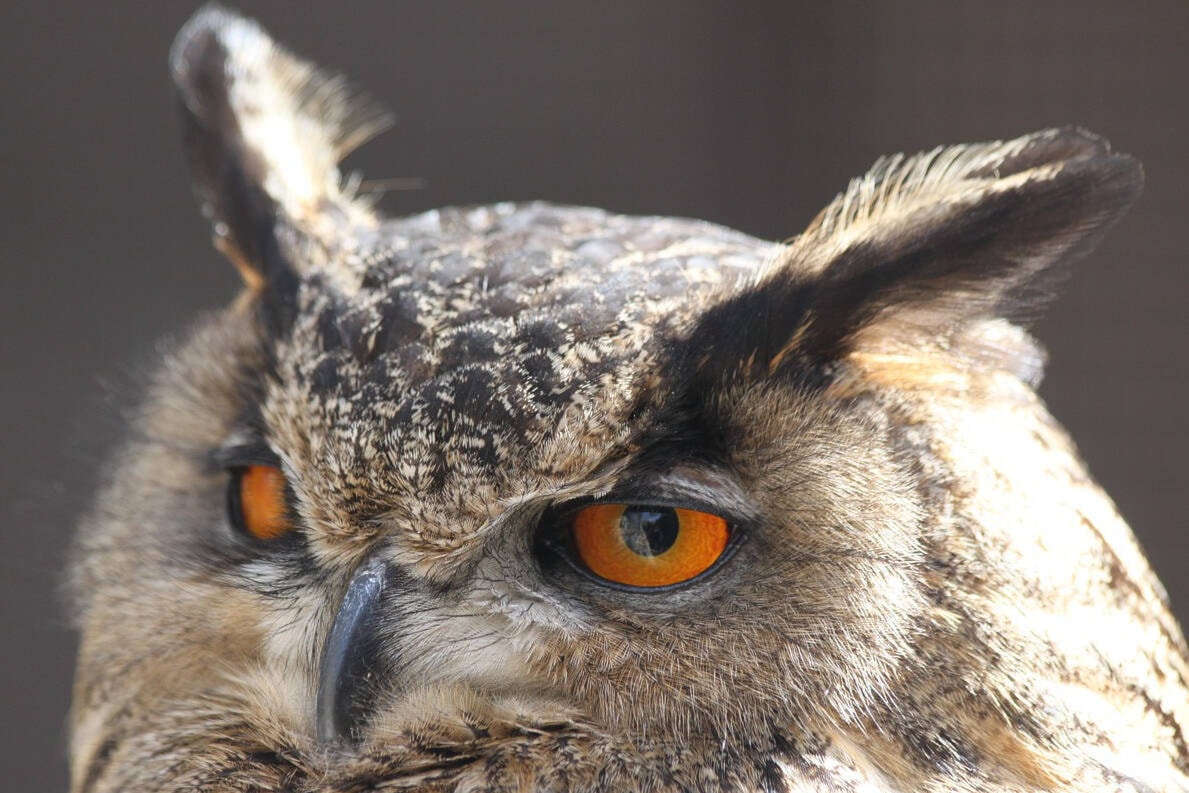 CrestonAdvance's tweet photo. Court denies citizen scientist’s fight for B.C. bird habitat access https://t.co/ZKyFa0DaI3 https://t.co/v8wTWt7wev