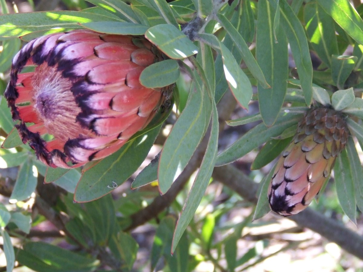 Protea Pink Mink is the national flower of South Africa. This flower can be found in the Leanne B. Roberts African Savanna exhibit! Learn more about our flowers here: sfzoo.org/themed-gardens/ #sfzoo