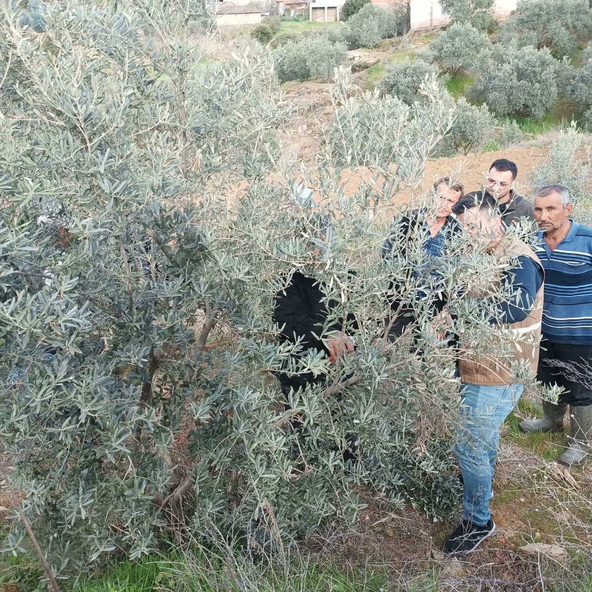 sarigolhem's tweet photo. Afşar mahallemizde açmış olduğumuz Zeytin Budama Kursumuzun pratik eğitimlerine başladık.Katkılarından dolayı İlçe Tarım Müdürlüğümüze teşekkür ederiz.@mebhbogm @il_mem_45 @m_ugurelli @SarigolMEM @c_yildirak @HasanOruc_45 https://t.co/hA46Loz2YR