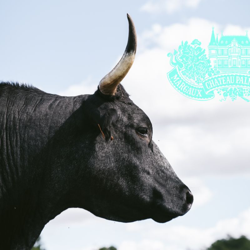 “It makes sense to have them here, it’s a connection to our history.”

shorturl.at/rvzOV

« Les avoir avec nous fait sens, c’est en lien avec notre histoire. »

shorturl.at/psVY4

#ChateauPalmer #TimeAlwaysTells #Wine #FineWine #Frenchwine #Winelover #Vignoble