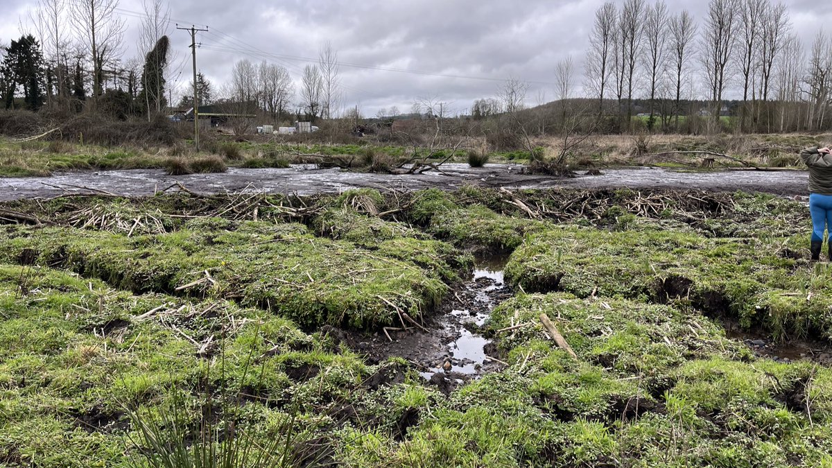 March 2022 vs March 2024 🦫 What happens if dams breach/drain and beavers have moved on? It’ll be interesting to see what happens next, whether the beavers return/rebuild or whether something else develops, and what that means for fish and other wildlife.🤔