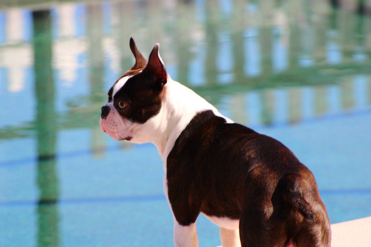"Trigger" getting ready for the big day. The family and I are going to the beach tying the knot and watching <a href="/SpaceX/">SpaceX</a> launch their Falcon 9 starlink rocket.