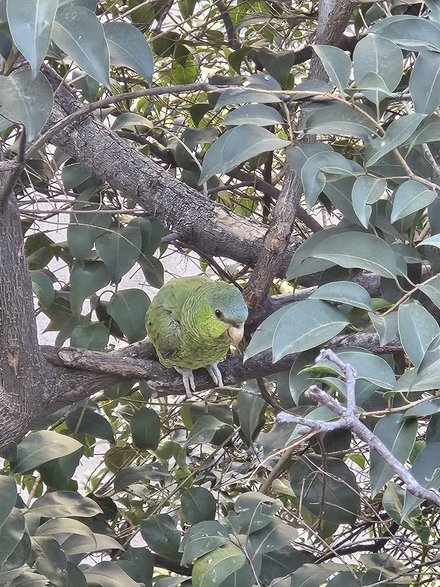 Este loro escapó de algún lugar cercano <a href="/En_laDelValle/">En la Del Valle</a>. No vuela bien. Estuvo en el mismo árbol toda la semana pasada, solo caminaba o trepaba.
Puede estar en otro árbol de la manzana del parque Tlaco entre Pilares y Matias Romero