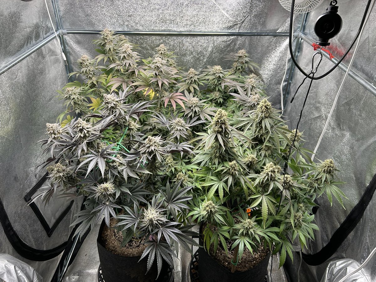 Day 54 of flowering