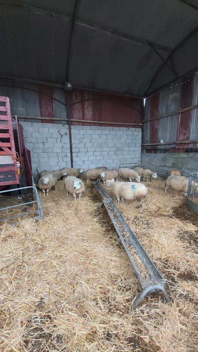 Won't be long now till more lambs arrive