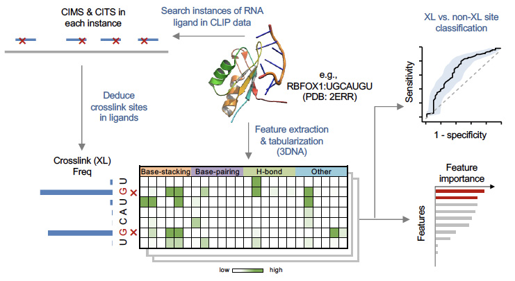chaolinzhang's tweet image. To perform systematic analysis, we leverage critically #3DNA developed by Xiang-Jun Lu, colleague at Columbia.  This software parses PDB structures of protein-RNA complexes and automatically extracts various structural features, such as hydrogen bond, base stacking, etc. 8/n