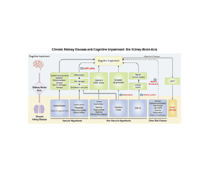 NephroKarger's tweet photo. 📣Highly cited in #Nephrology: "Chronic #KidneyDisease and Cognitive Impairment: The Kidney-Brain Axis"

✍️ Zuoquan Xie et al.,
🔗https://t.co/zlEUw6DSLM
📖 #KidneyDis

#NephTwitter  #OpenAccess  #CognitiveImpairment https://t.co/Vlezx3rmQE