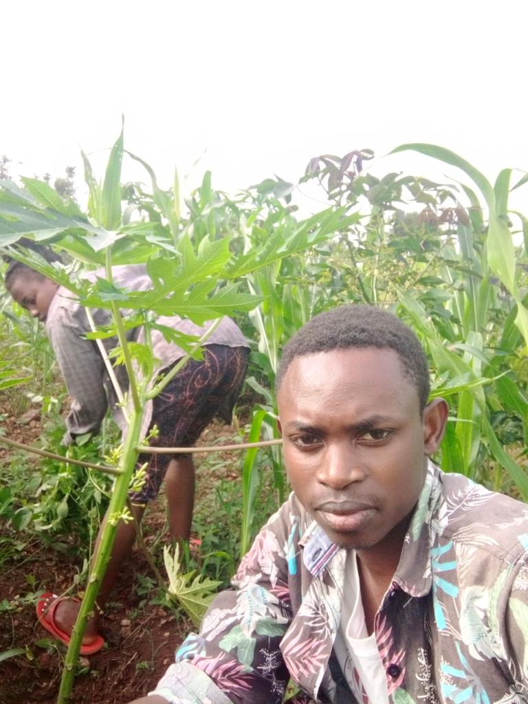 JDeo__'s tweet image. Me with my sister taking care of papaya trees @FruitTrees33181  at #Ndego