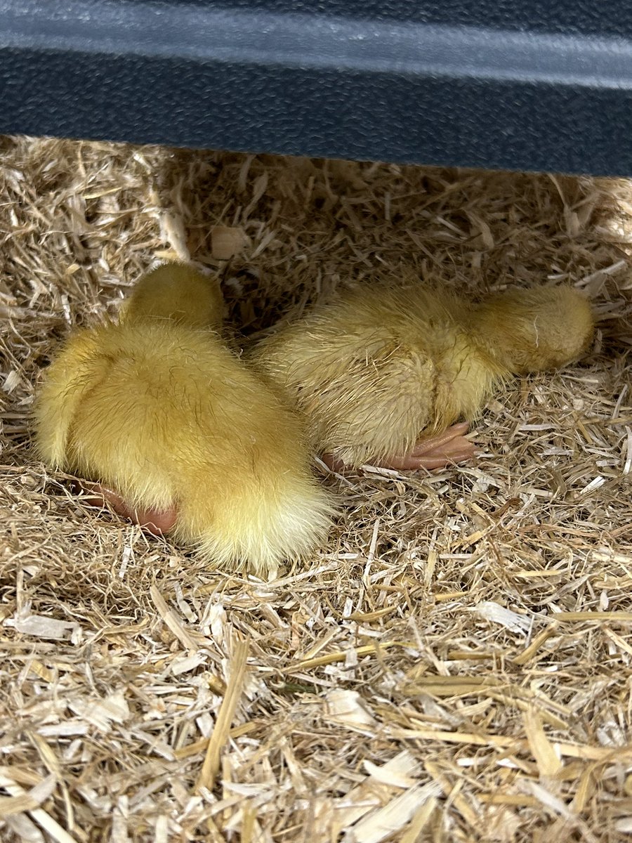 Ms O’Brien tweet media