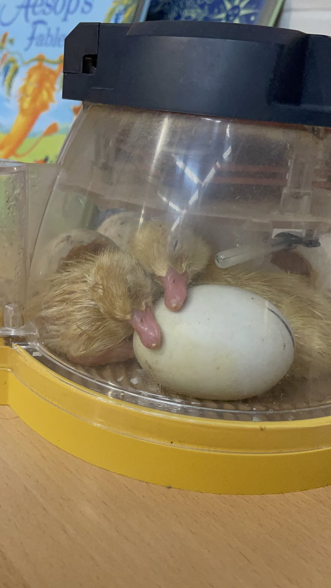 Ms O’Brien tweet media