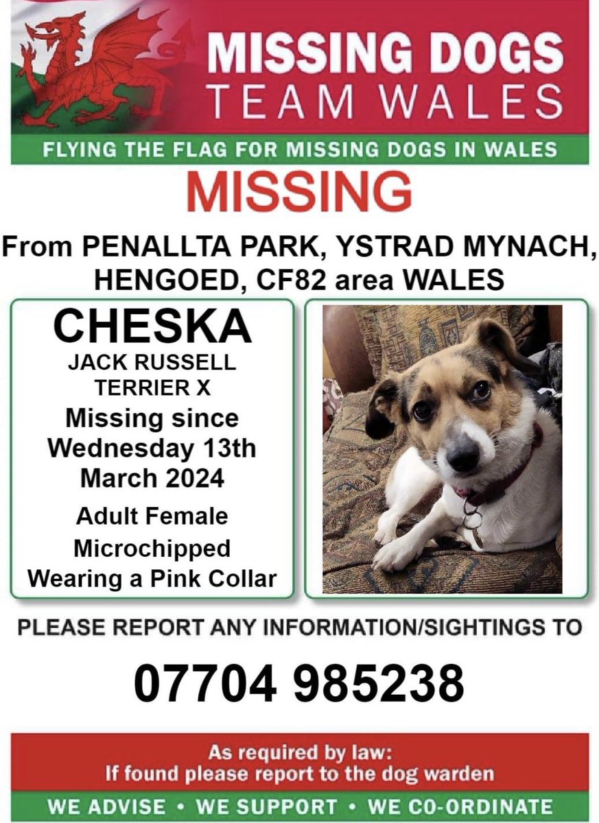 ❗❗CHESKA, MISSING FROM #PENALLTAPARK, #YSTRADMYNACH, #HENGOED, #CF82 area #WALES ❗ ❗MISSING Since WEDNESDAY 13th MARCH 2024. ❗PLEASE LOOK OUT FOR CHESKA AND CALL NUMBER WITH ANY SIGHTINGS/INFORMATION ❗