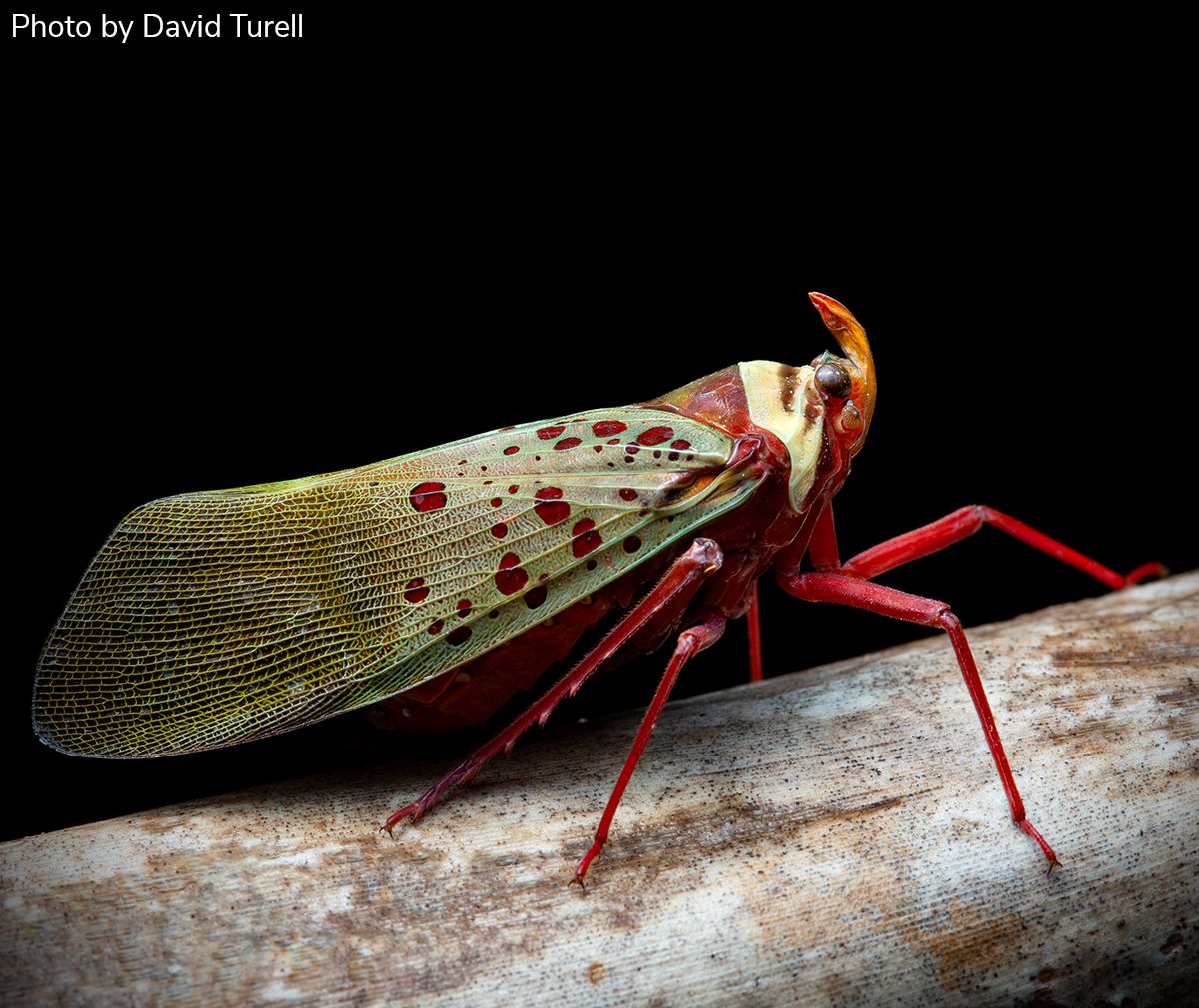 EntsocAmerica's tweet photo. Arthropod Photo of the Week: March 13, 2024
Planthopper
Unknown species
Hemiptera: Fulgoromorpha
By David Turell (https://t.co/QT8hlHZzye), New Hampshire, USA
#arthropodPOTW https://t.co/dXsu5lK363