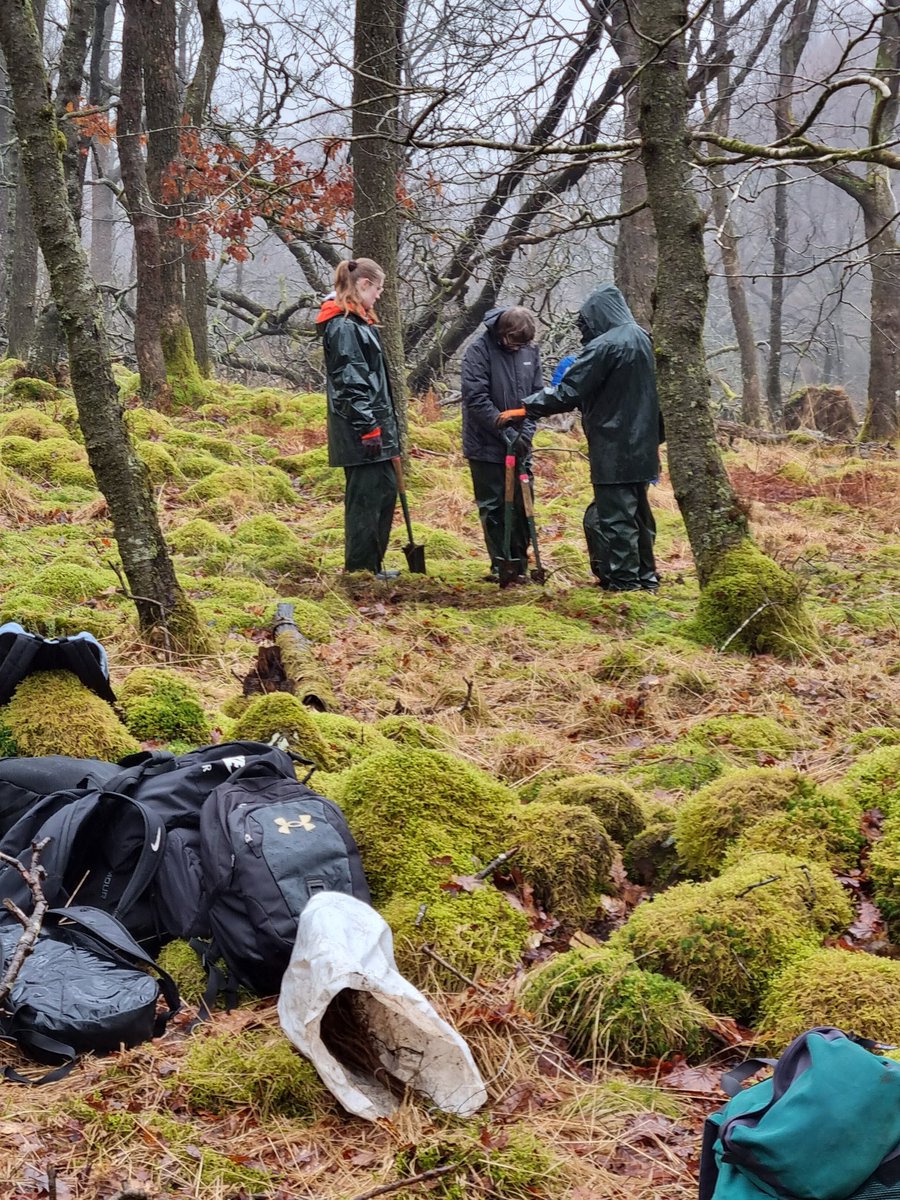 A welcome back to @KirkbieKendal school today as students from their Land Based Studies course came to learn about ecological restoration at Hardknott Forest & to plant 25 hazel trees for us. @ForestryEngland @EnvLeeds @UBoCarbon @ShowcaseCumbria @TLWforCumbria