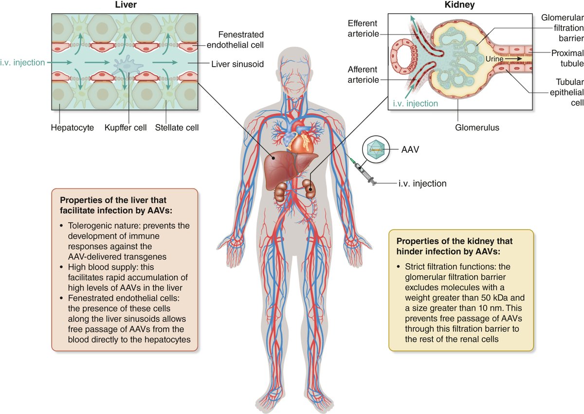 Kidney_Int's tweet photo. Gene editing: a near future for the treatment of genetic #kidney diseases
https://t.co/5YmVklDmix
Original article: https://t.co/CPLWa0GfHc
#KI_Commentary #kidneydisease @cimususc https://t.co/nY70XYeIlL