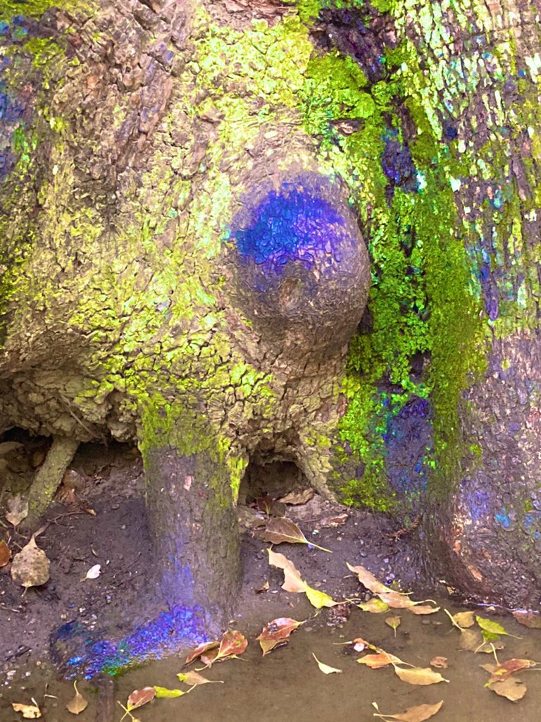 宮崎4日目🏝
シェラトンホテル周辺を散策してから宮崎駅に行き、宮崎ポークの生姜焼きを頂きました😋

最後の画像の答え合わせ！
コメントくれた方ありがとうございました😊

正解はカメ🐢でした(*¯𖥦¯*)
よーく見てみてくださいw