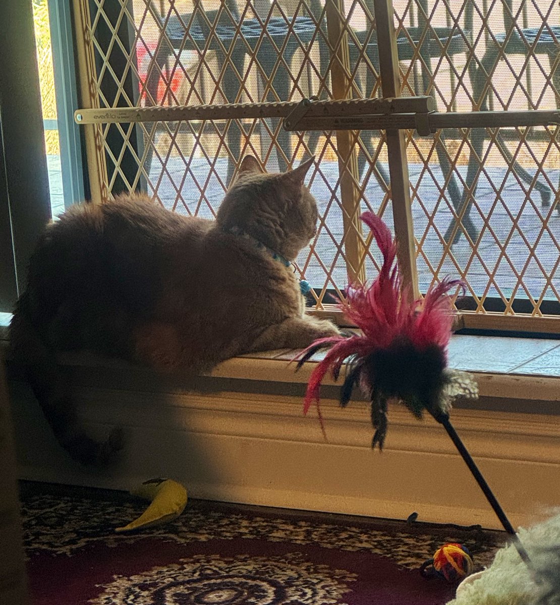 MsB0759's tweet photo. Tiger enjoying our first day of 19C (66.2F) temps with the open slider and fresh air (his licker is out in the first pic 👅), but it’s short lived…2C and snow flurries expected next Monday 😼☀️❄️⁉️🇨🇦#CatsofX #warmwinter #bringonwarmtemps
#wewantspring @OdieOrville https://t.co/nMr2FGgTZi