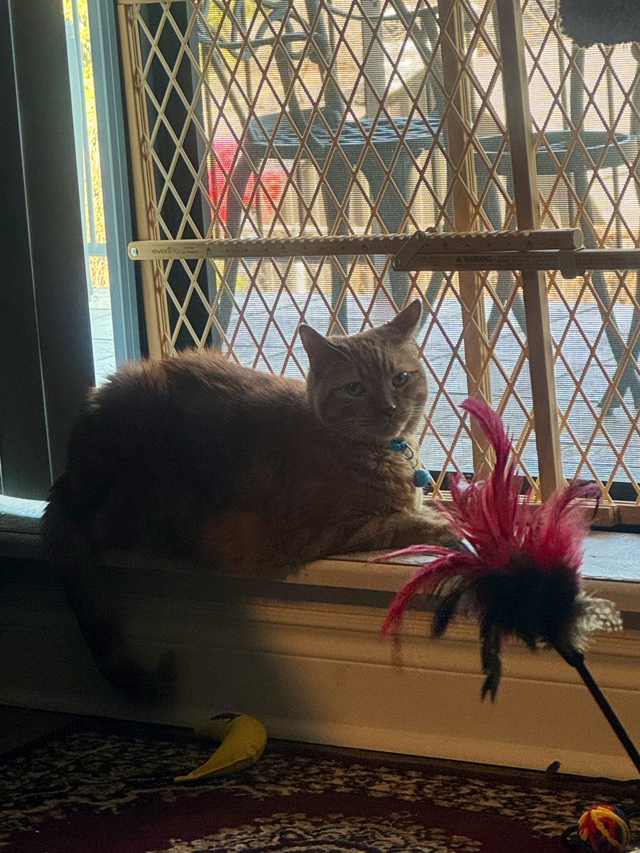 MsB0759's tweet photo. Tiger enjoying our first day of 19C (66.2F) temps with the open slider and fresh air (his licker is out in the first pic 👅), but it’s short lived…2C and snow flurries expected next Monday 😼☀️❄️⁉️🇨🇦#CatsofX #warmwinter #bringonwarmtemps
#wewantspring @OdieOrville https://t.co/nMr2FGgTZi